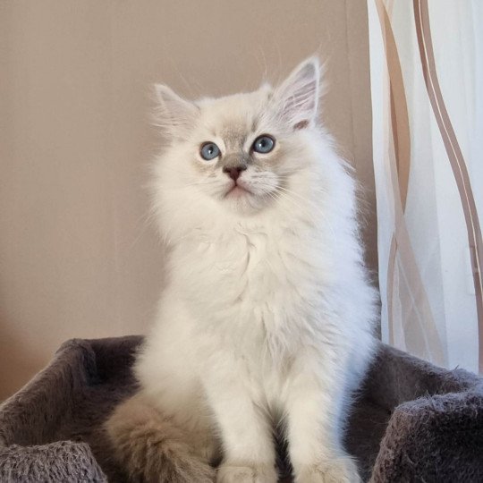 Texas Mâle Ragdoll