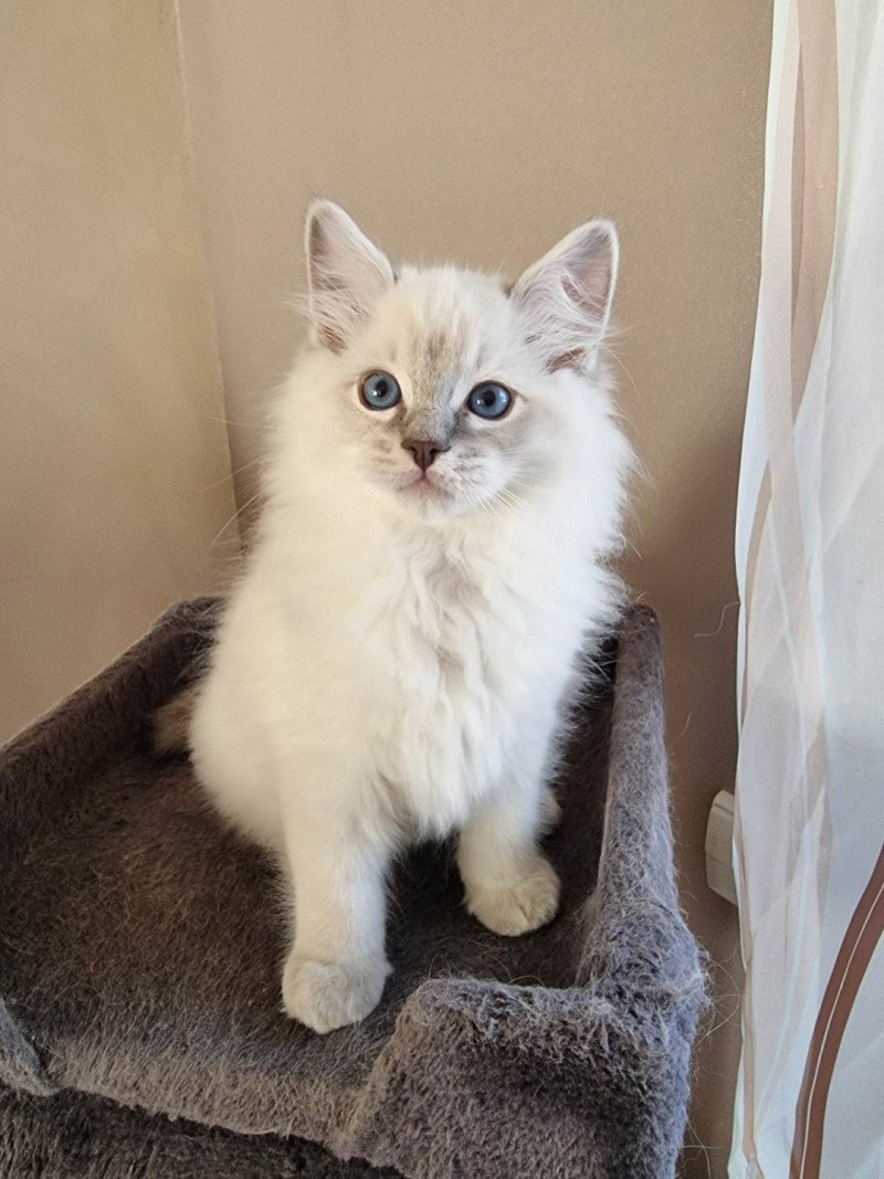 Tolkien Mâle Ragdoll