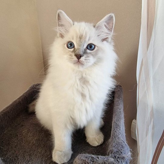 Tolkien Mâle Ragdoll