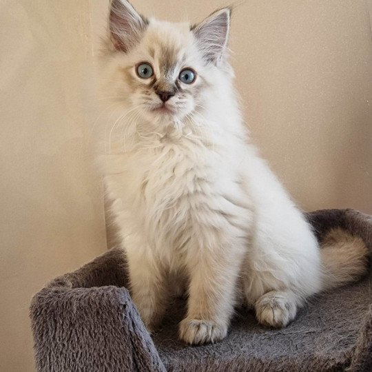 Topaz Mâle Ragdoll