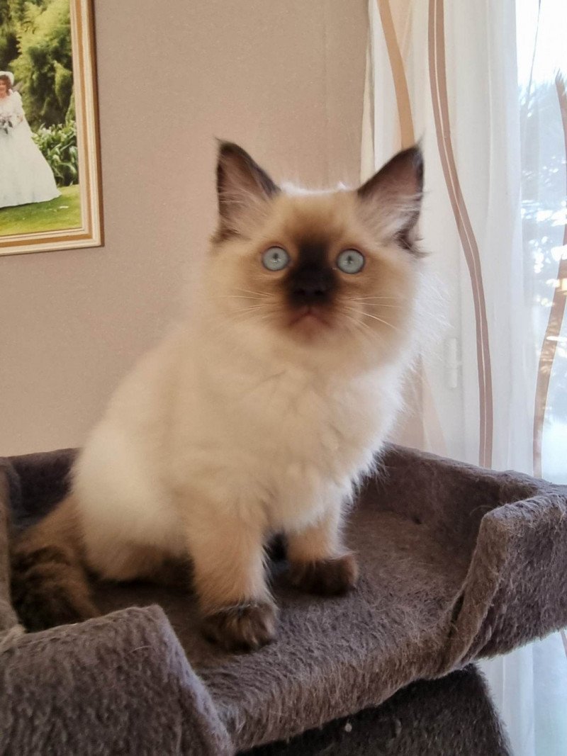 Tyboon Mâle Ragdoll
