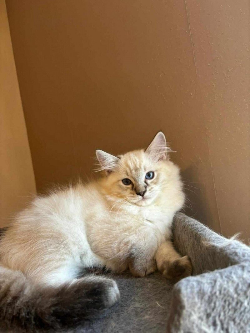 Uranus Mâle Ragdoll