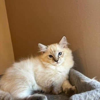 chaton Ragdoll seal tabby point Uranus Chatterie de Syruzye chaton Ragdoll seal tabby point Uranus Chatterie de Syruzye