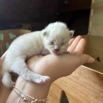chaton Ragdoll Chatterie de Syruzye