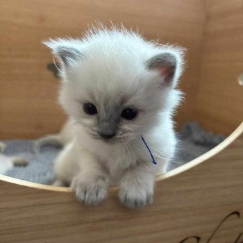chaton Ragdoll blue point collier bleu Chatterie de Syruzye