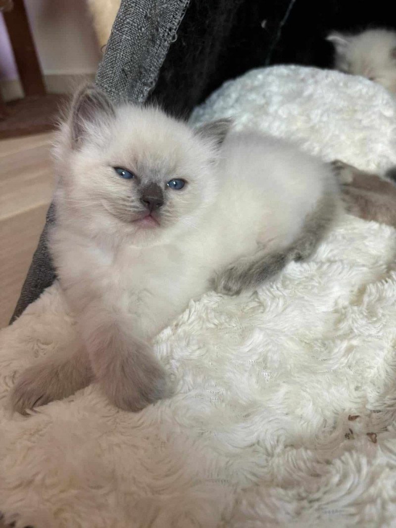 VIK Mâle Ragdoll