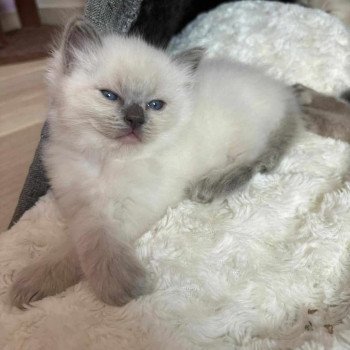 chaton Ragdoll blue point VIK Chatterie de Syruzye