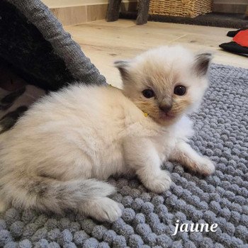 chaton Ragdoll blue point Chatterie de Syruzye chaton Ragdoll blue point Chatterie de Syruzye