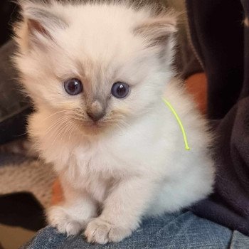 chaton Ragdoll blue point Chatterie de Syruzye chaton Ragdoll blue point Chatterie de Syruzye