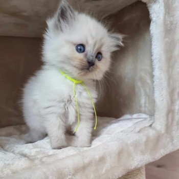 chaton Ragdoll blue point Chatterie de Syruzye chaton Ragdoll blue point Chatterie de Syruzye