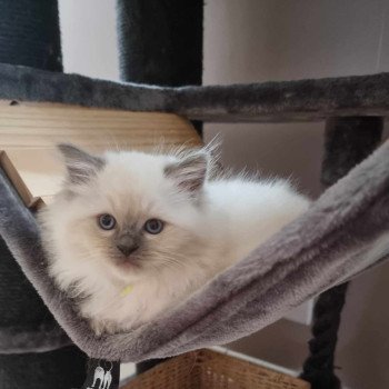 chaton Ragdoll blue point Yume Chatterie de Syruzye chaton Ragdoll blue point Yume Chatterie de Syruzye