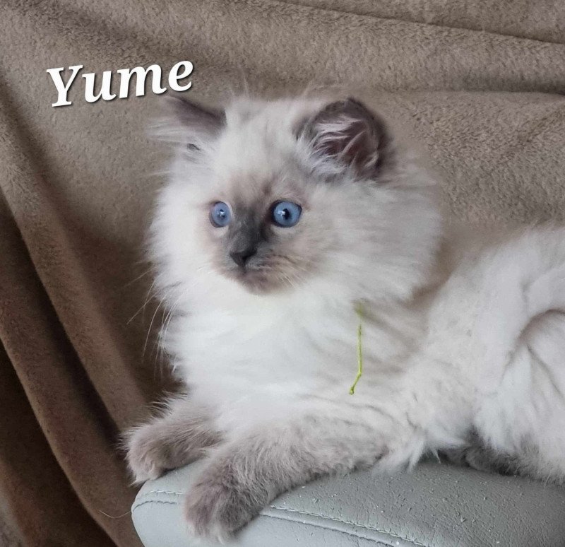 Yume Femelle Ragdoll