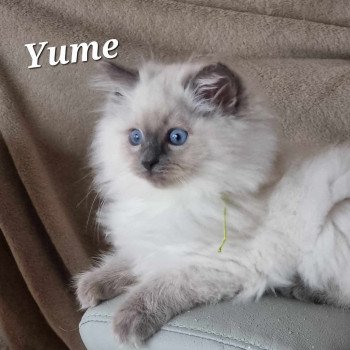 chaton Ragdoll blue point Yume Chatterie de Syruzye chaton Ragdoll blue point Yume Chatterie de Syruzye