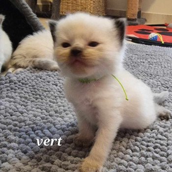 chaton Ragdoll seal point Chatterie de Syruzye chaton Ragdoll seal point Chatterie de Syruzye