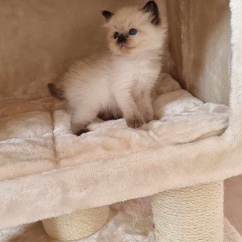 chaton Ragdoll seal point Chatterie de Syruzye chaton Ragdoll seal point Chatterie de Syruzye