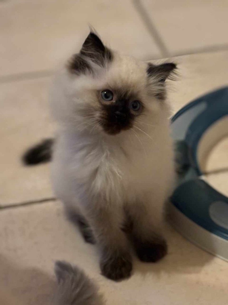 Zadig Mâle Ragdoll Zadig Mâle Ragdoll