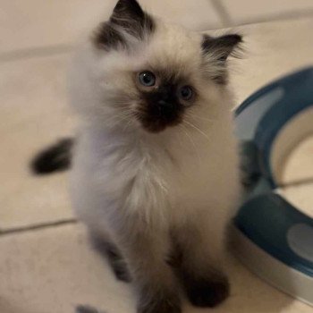 chaton Ragdoll seal point Zadig Chatterie de Syruzye chaton Ragdoll seal point Zadig Chatterie de Syruzye