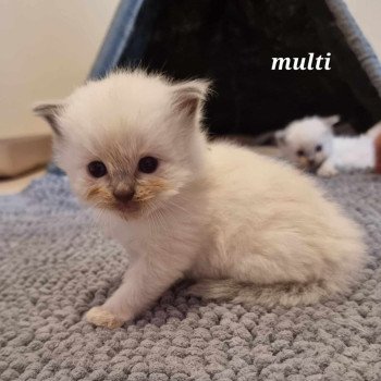 chaton Ragdoll blue point Chatterie de Syruzye