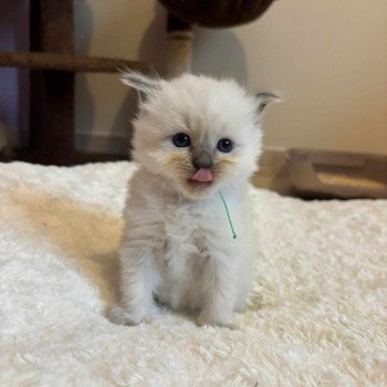 chaton Ragdoll blue point Chatterie de Syruzye