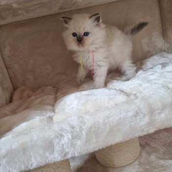 chaton Ragdoll blue point Chatterie de Syruzye