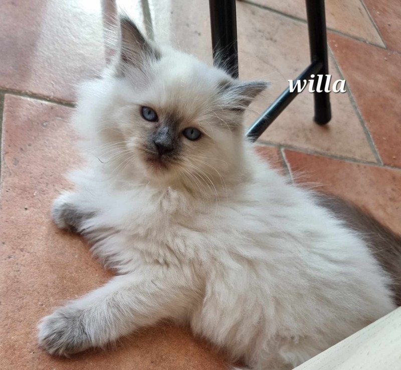 WILLA Femelle Ragdoll