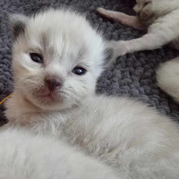chaton Ragdoll Chatterie de Syruzye chaton Ragdoll Chatterie de Syruzye