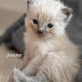 chaton Ragdoll blue point ALBUS Chatterie de Syruzye chaton Ragdoll blue point ALBUS Chatterie de Syruzye