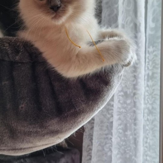 ALBUS Mâle Ragdoll