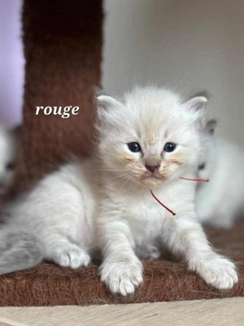 Azur Mâle Ragdoll Azur Mâle Ragdoll