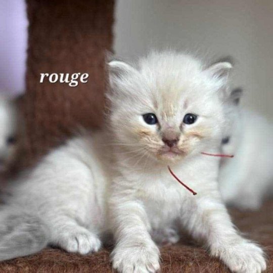 Azur Mâle Ragdoll