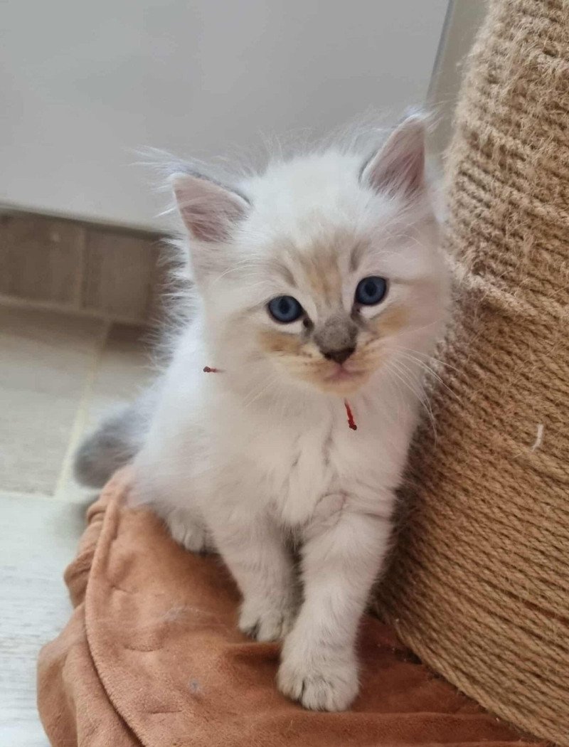 Azur Mâle Ragdoll Azur Mâle Ragdoll