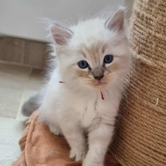 Azur Mâle Ragdoll