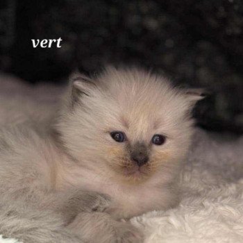 chaton Ragdoll Chatterie de Syruzye chaton Ragdoll Chatterie de Syruzye