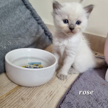 chaton Ragdoll Chatterie de Syruzye chaton Ragdoll Chatterie de Syruzye