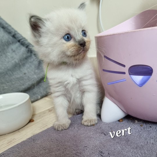 3e chaton (Portée Thalya ❤ TIMBA 2025) - Mâle collier vert Mâle Ragdoll