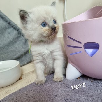 chaton Ragdoll Chatterie de Syruzye chaton Ragdoll Chatterie de Syruzye