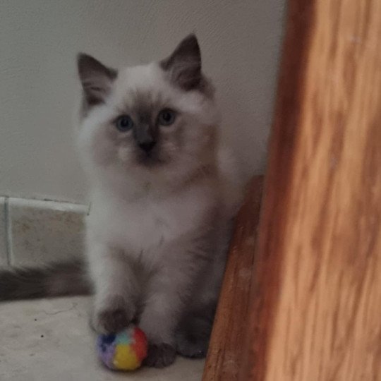 Amlou Mâle Ragdoll