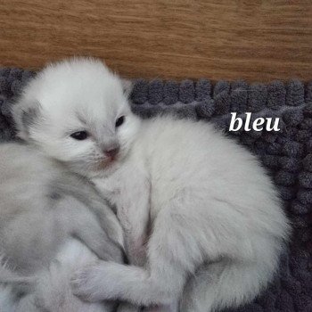 chaton Ragdoll Chatterie de Syruzye