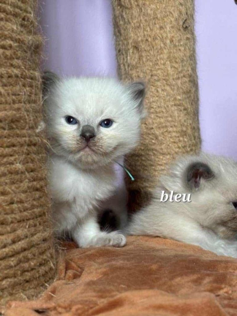 Aslow Mâle Ragdoll
