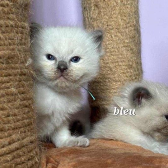 Aslow Mâle Ragdoll