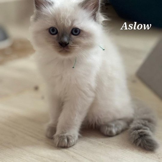 Aslow Mâle Ragdoll