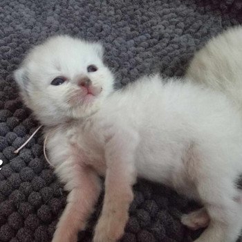 chaton Ragdoll Chatterie de Syruzye chaton Ragdoll Chatterie de Syruzye