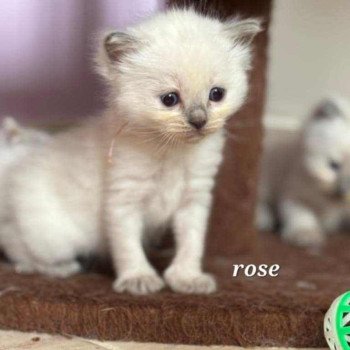 chaton Ragdoll blue point Arya Chatterie de Syruzye chaton Ragdoll blue point Arya Chatterie de Syruzye