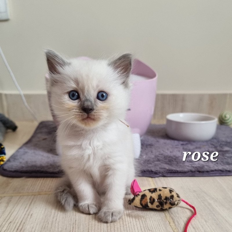 collier rose Femelle Ragdoll collier rose Femelle Ragdoll