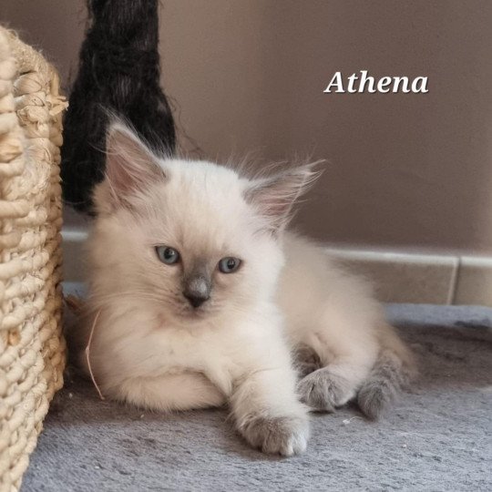 Athéna Femelle Ragdoll