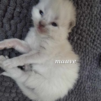 chaton Ragdoll Chatterie de Syruzye chaton Ragdoll Chatterie de Syruzye