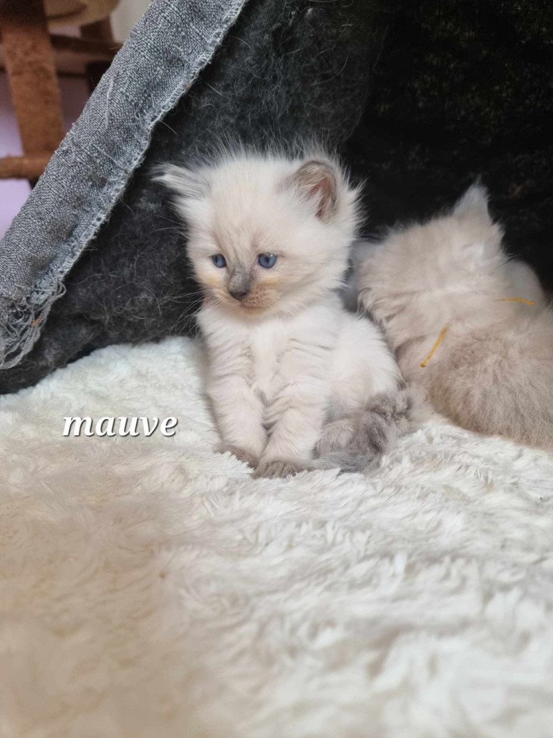 ABBY Femelle Ragdoll ABBY Femelle Ragdoll