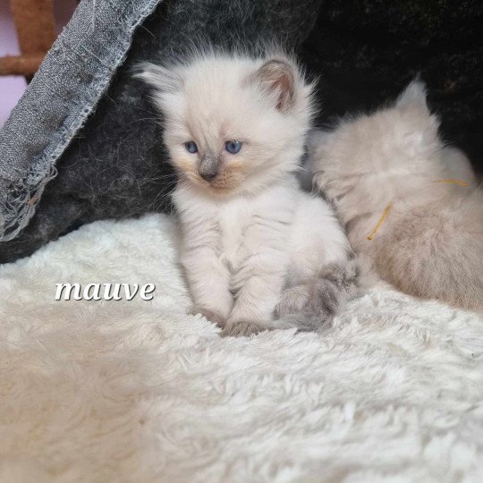 ABBY Femelle Ragdoll