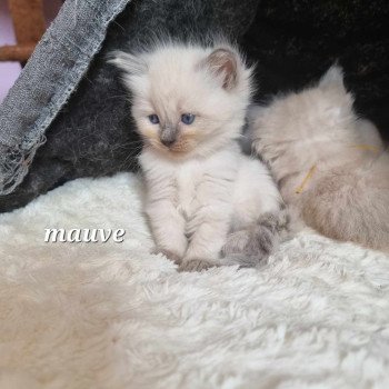 chaton Ragdoll blue point ABBY Chatterie de Syruzye chaton Ragdoll blue point ABBY Chatterie de Syruzye