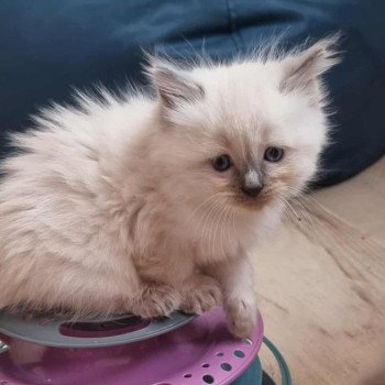chaton Ragdoll blue point ABBY Chatterie de Syruzye